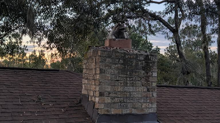 A raccoon peers out from the open clay flue of an uncapped tan brick chimney at dusk.